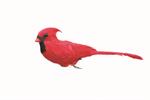 6'' Red Cardinal w/Metal Clip